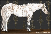 Horse Color:Palomino Appaloosa  and Palomino Appaloosa 