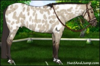 Horse Color:Liver Red Dun Roan Near Leopard 