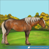 Horse Color:Chocolate Palomino 