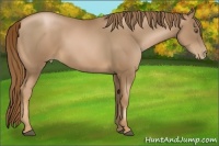 Horse Color:Liver Chestnut Pearl 