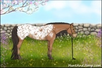 Horse Color:Bay Appaloosa