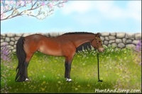 Horse Color:Brown Appaloosa