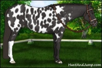 Horse Color:Liver Chestnut Near Leopard 