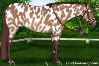 Horse Color:Chocolate Bay Dun Near Leopard 