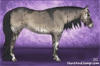 Horse Color:Grullo Onyx