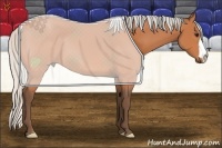 Horse Color:Silver Bay 
