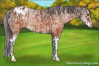Horse Color:Brown Appaloosa  and Brown Splash Appaloosa 