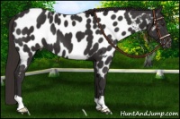 Horse Color:Liver Chestnut Near Leopard 
