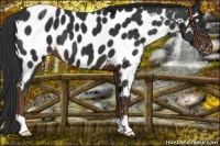 Horse Color:Liver Chestnut Appaloosa 