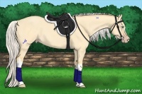 Horse Color:Silver Classic Cream Champagne Dun 