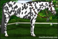 Horse Color:Black Appaloosa