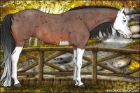 Horse Color:Bay Roan Splash 