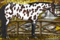 Horse Color:Brown Near Leopard