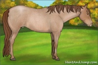 Horse Color:Bay Roan Pearl 