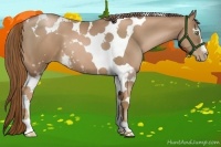 Horse Color:White Spotted Liver Chestnut Pearl Tobiano