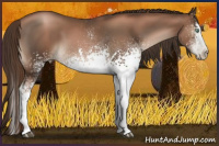 Horse Color:Gray White Spotted Liver Chestnut Pearl Sabino Splash 