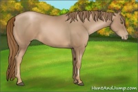 Horse Color:Liver Chestnut Pearl 
