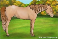 Horse Color:Bay Pearl 