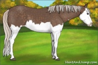 Horse Color:Silver Black Splash 