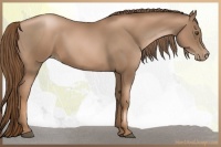 Horse Color:Liver Chestnut Pearl