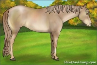 Horse Color:Liver Chestnut Pearl 