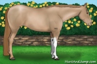 Horse Color:Liver Chestnut Pearl