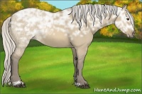 Horse Color:Silver Buckskin Ice Dun Sabino Rabicano 