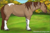 Horse Color:Red Dun Tobiano 