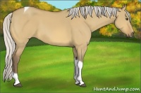 Horse Color:Silver Buckskin Dun Tobiano 