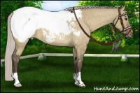 Horse Color:Silver Bay Dun Appaloosa