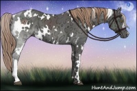 Horse Color:White Spotted Liver Chestnut Ice