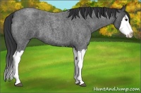 Horse Color:Blue Roan Splash 