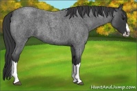Horse Color:Blue Roan Splash 