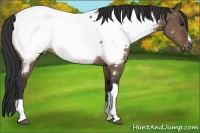 Horse Color:Brown Dun Appaloosa Brindle 