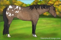 Horse Color:Brown Dun Appaloosa Brindle 