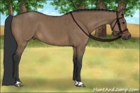 Horse Color:Brown Dun Brindle 