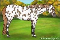 Horse Color:Liver Red Dun Appaloosa Brindle