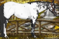 Horse Color:White Spotted Black Near Fewspot 