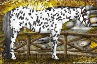 Horse Color:White Spotted Black Appaloosa 