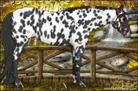 Horse Color:White Spotted Black Near Leopard 