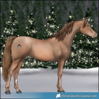 Horse Color:Liver Chestnut Pearl 
