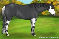 Horse Color:Blue Roan Splash 