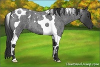 Horse Color:Blue Roan Tobiano 