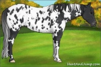 Horse Color:White Spotted Black Appaloosa 