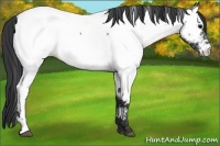 Horse Color:White Spotted Black Near Fewspot 