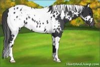 Horse Color:White Spotted Black Blanket 