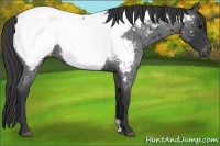 Horse Color:Blue Roan Snowcap 