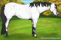 Horse Color:Black Appaloosa 