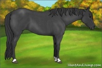 Horse Color:Blue Roan 