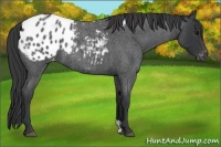 Horse Color:Blue Roan Appaloosa 